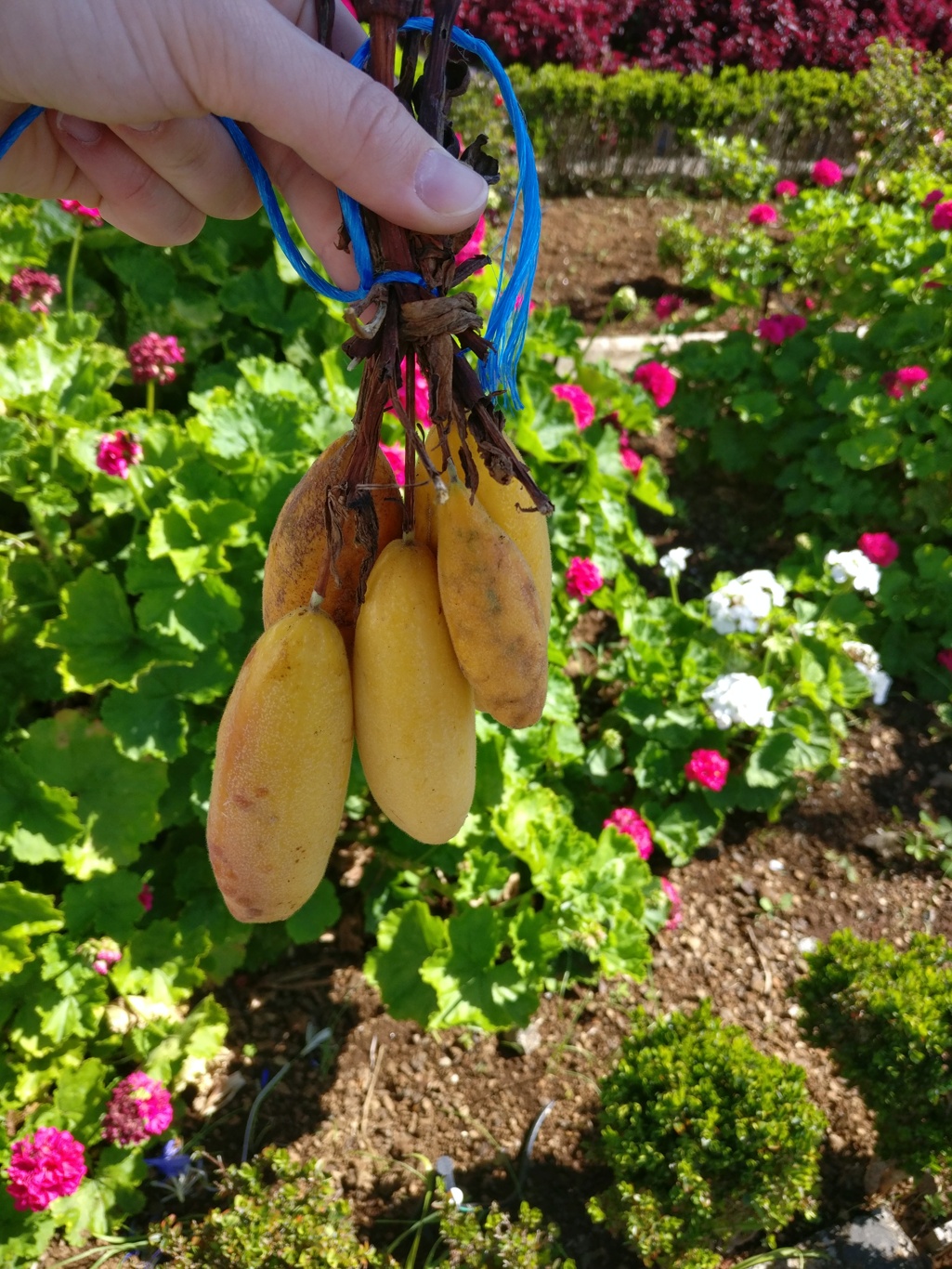 Frisch vom Markt auf Madeira - Maracuja-Bananen