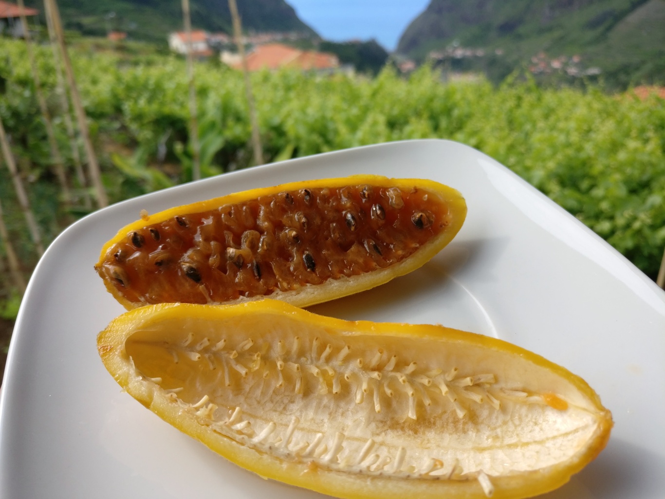 Maracuja-Bananen auf Madeira