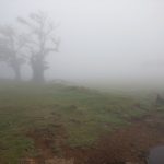 Die Hochebene steht gerne im Nebel. Sieht fast aus wie die peitschende Weide aus Harry Potter :-)